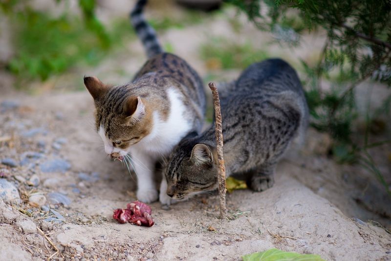Adaptable Diet
