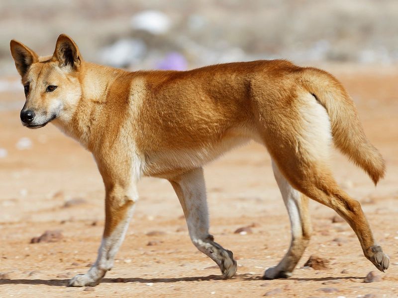 Adaptation to Australian Ecosystem