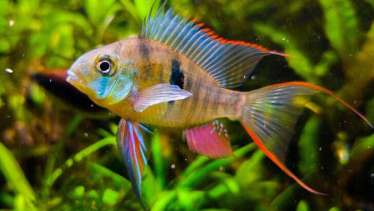 Add Color to Your Aquarium With These 16 Brilliant Freshwater Fish