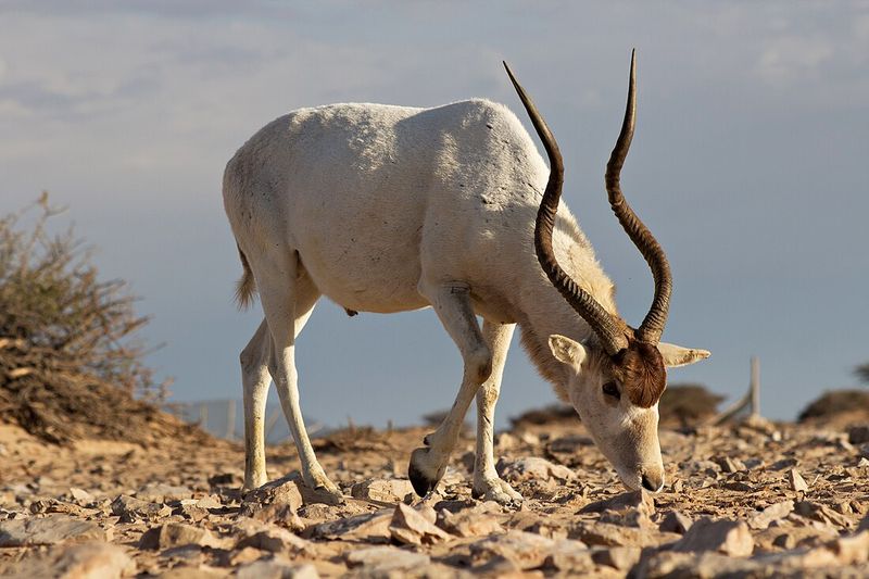 Addax Antelope's Heat Tolerance