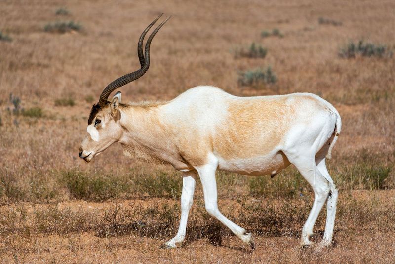 Addax