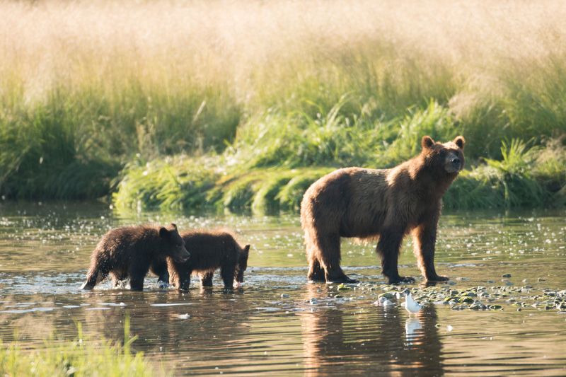 Admiralty Island, Alaska