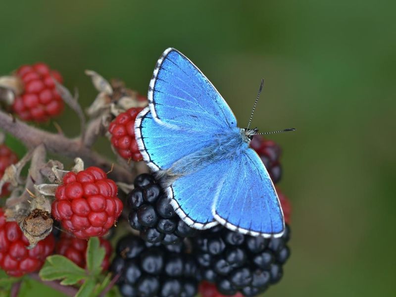 Adonis Blue