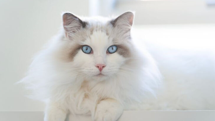 27 Affordable Cat Breeds That Are Big on Love And Easy on Your Wallet