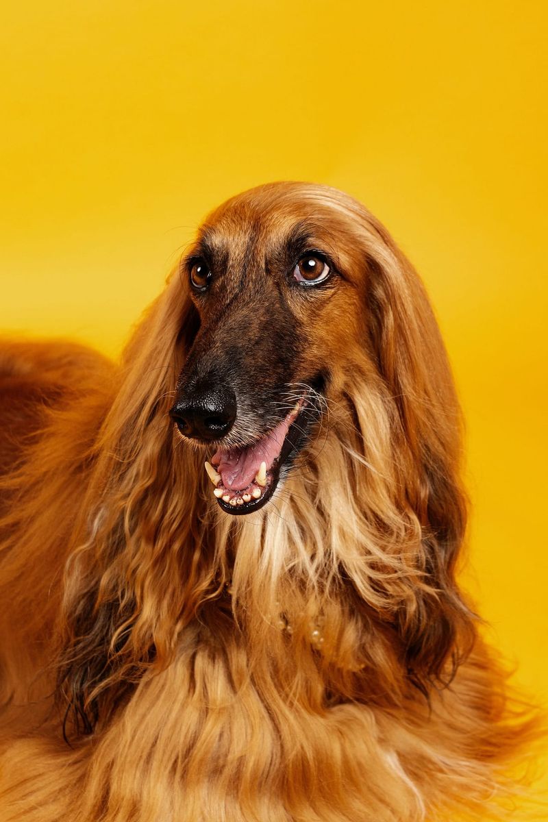 Afghan Hound