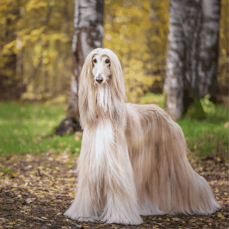 Afghan Hound