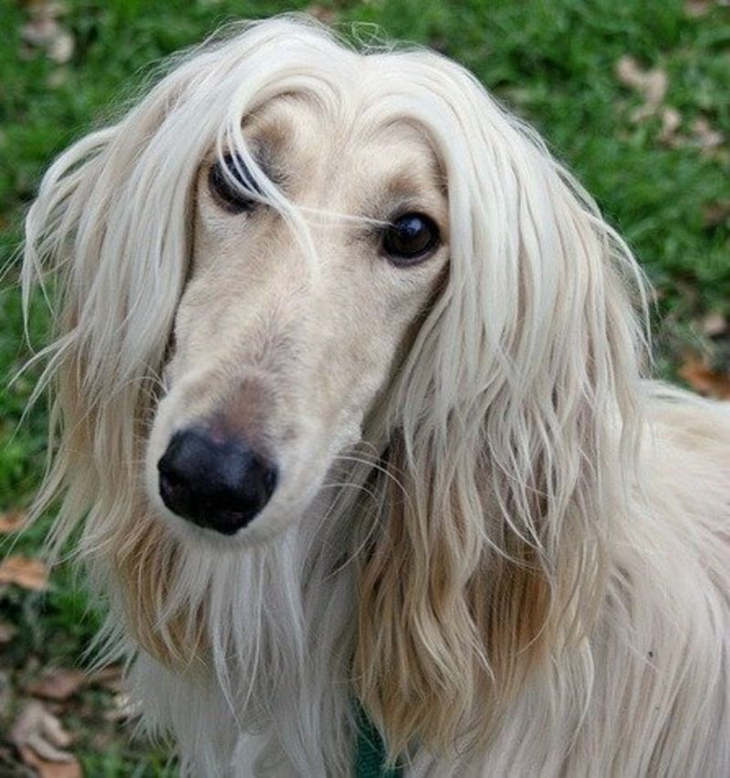 Afghan Hound