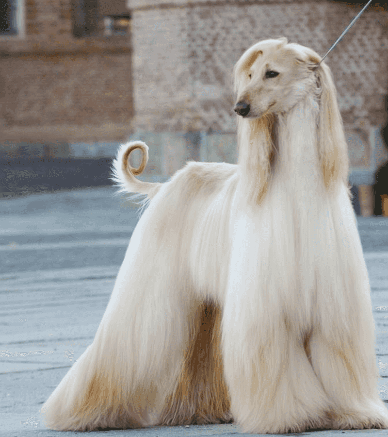 Afghan Hound