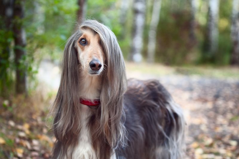 Afghan Hound