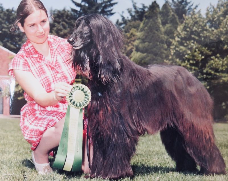 Afghan Hound