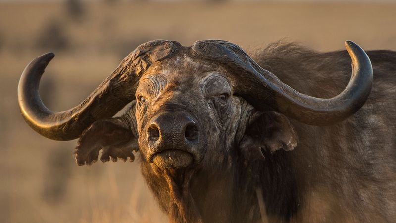 African Buffalo