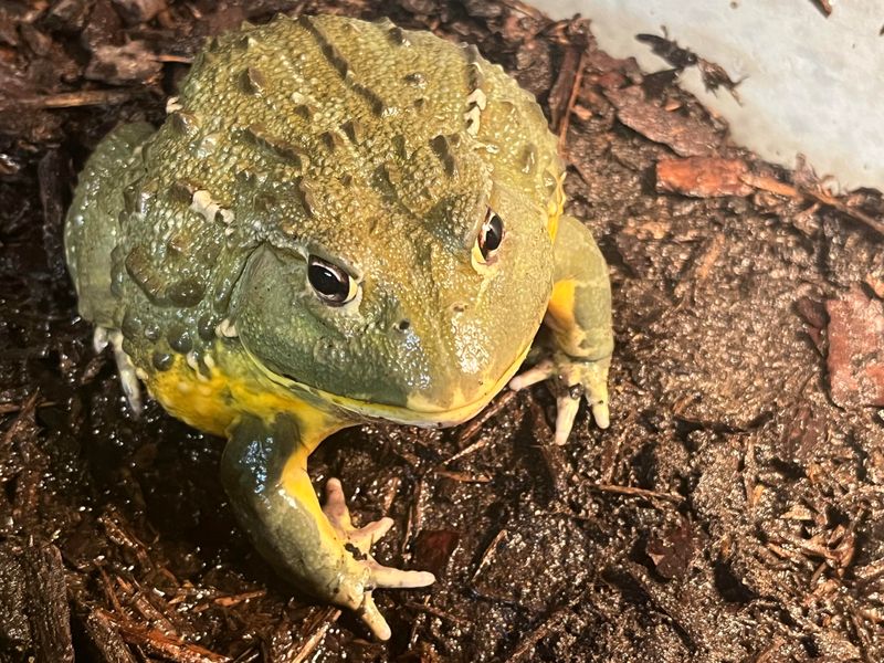 African Bullfrog