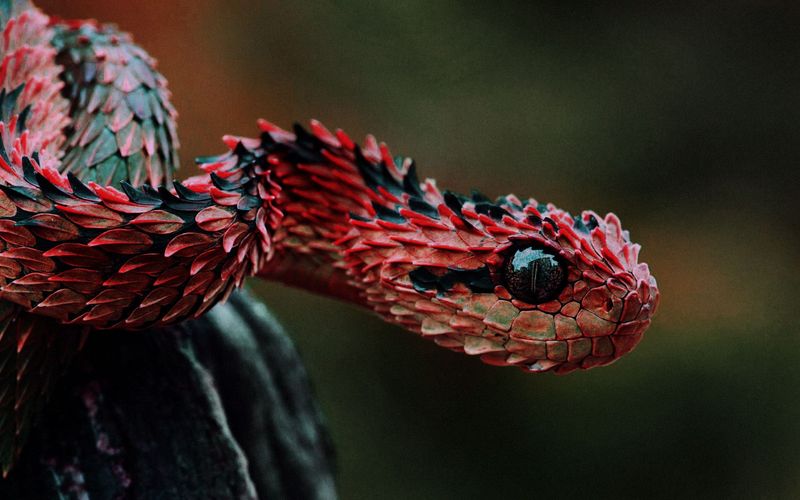 African Bush Viper