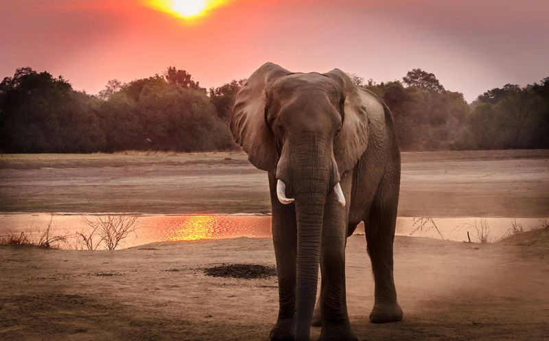 African Elephant