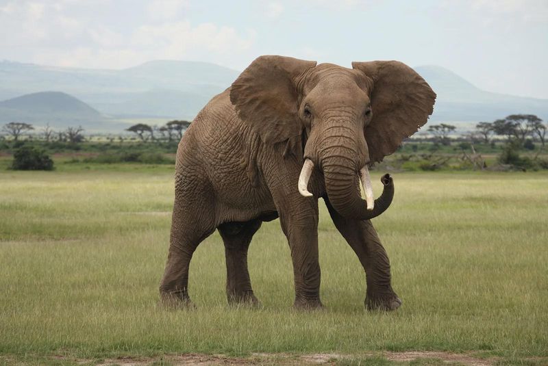 African Elephant