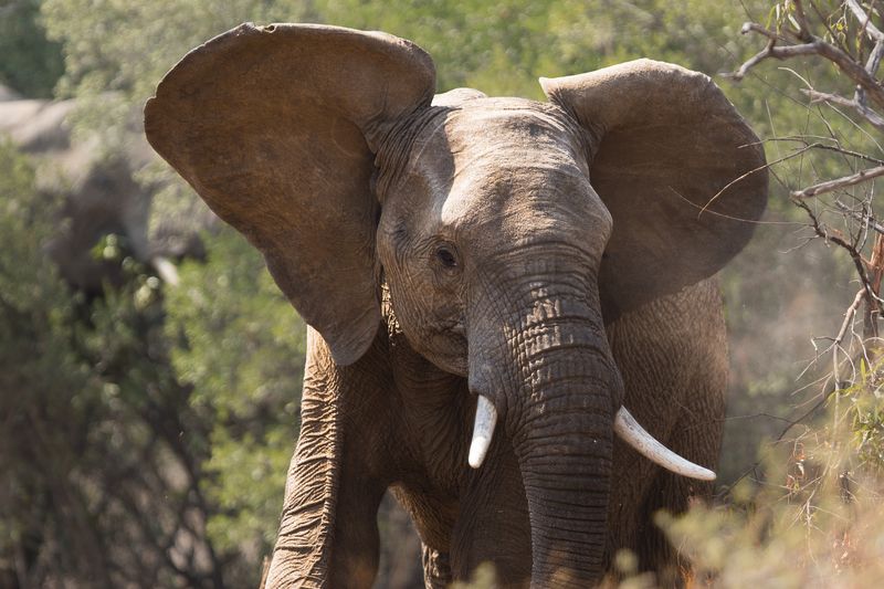 African Elephant's Ears