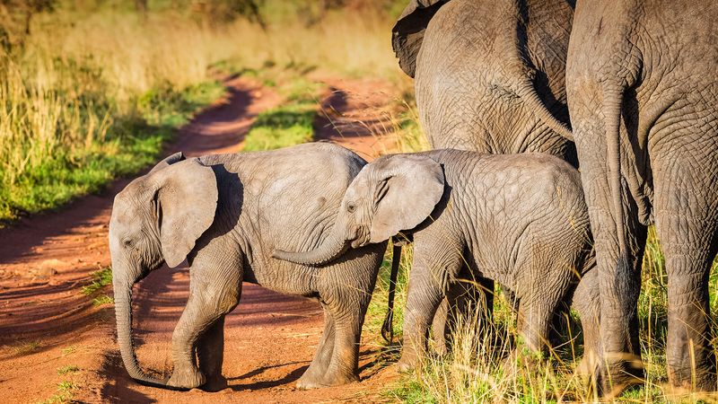 African Elephant