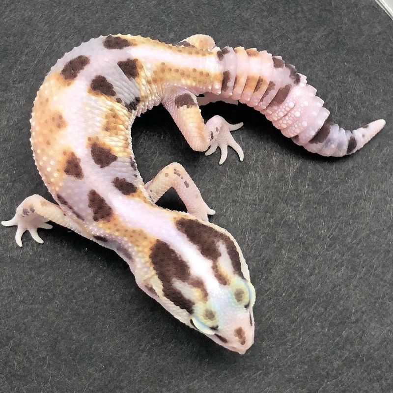 African Fat-tailed Gecko