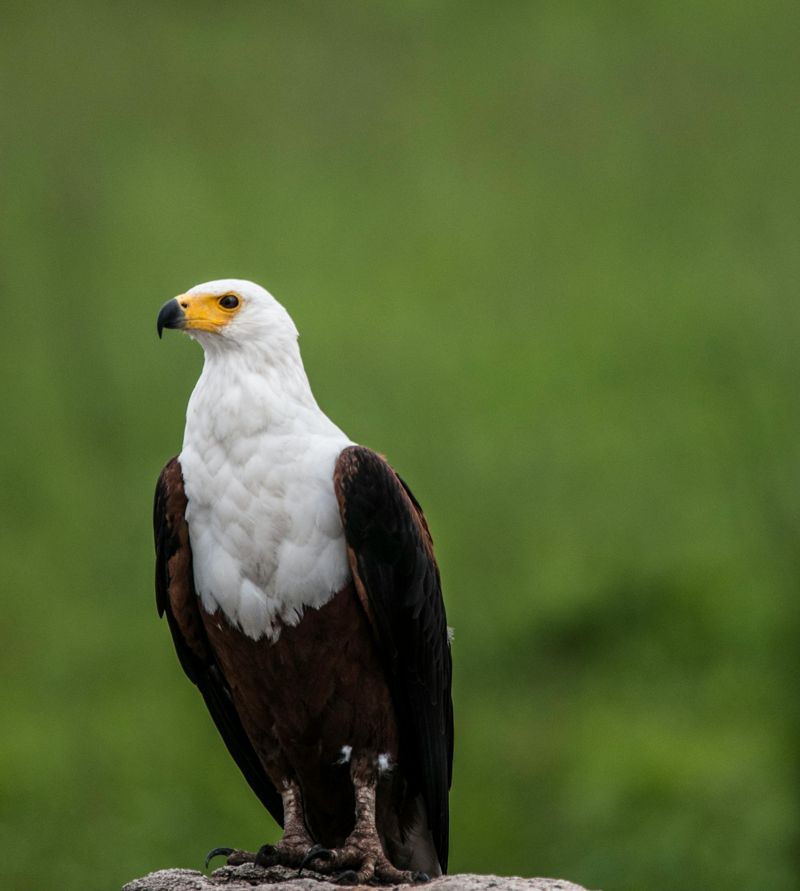 African Fish Eagle