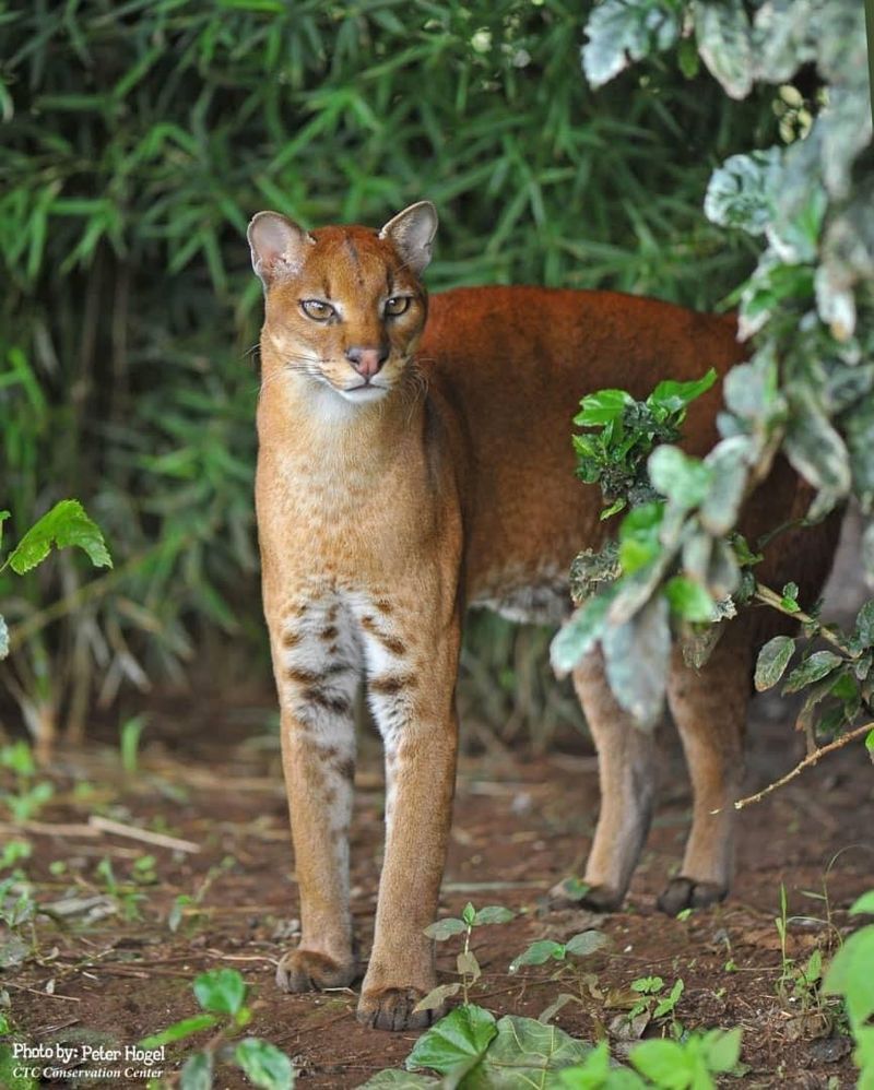 African Golden Cat