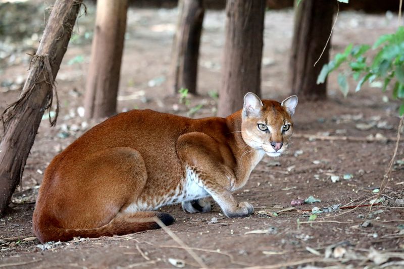 African Golden Cat