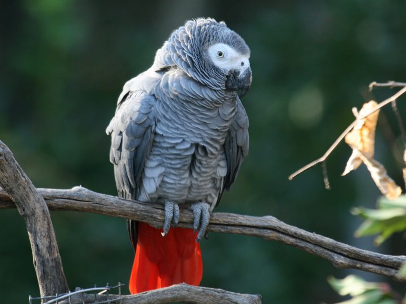 African Grey Parrot