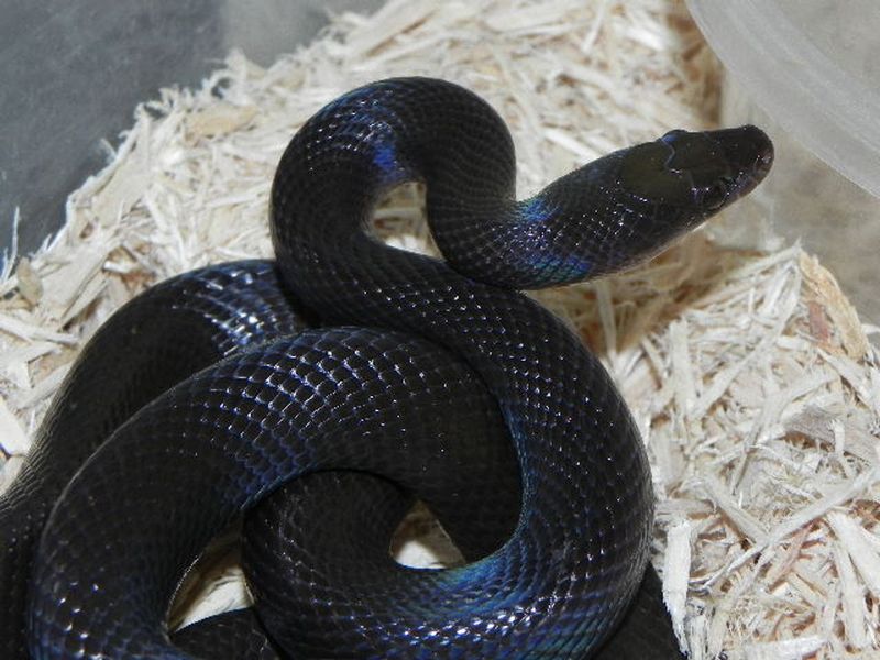 African House Snake