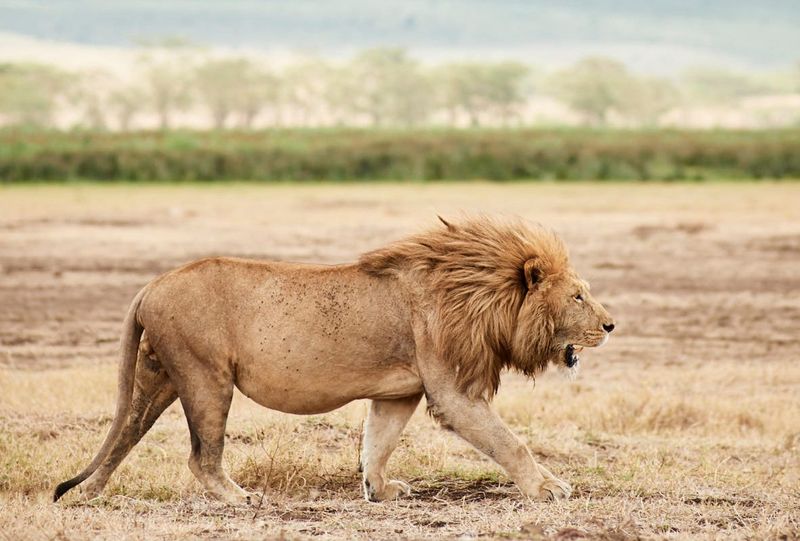 African Lion