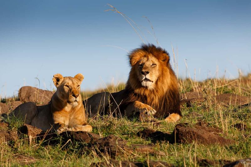 African Lions