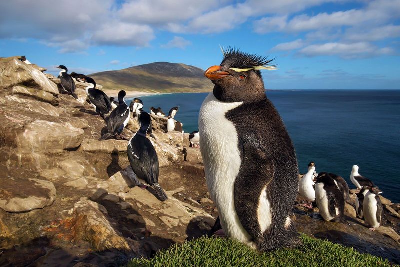 African Penguin