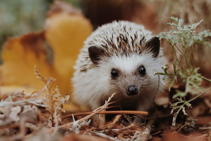 African Pygmy Hedgehog