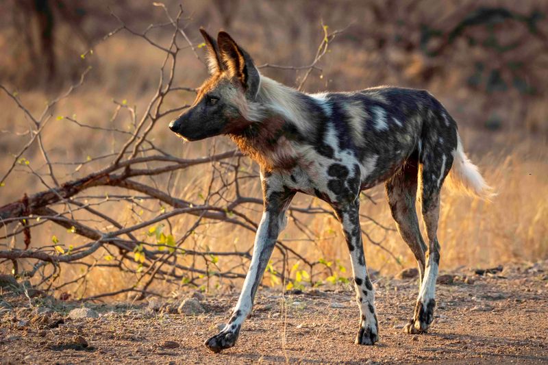 African Wild Dog