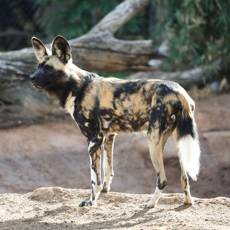 African Wild Dog