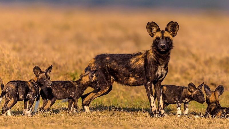 African Wild Dog