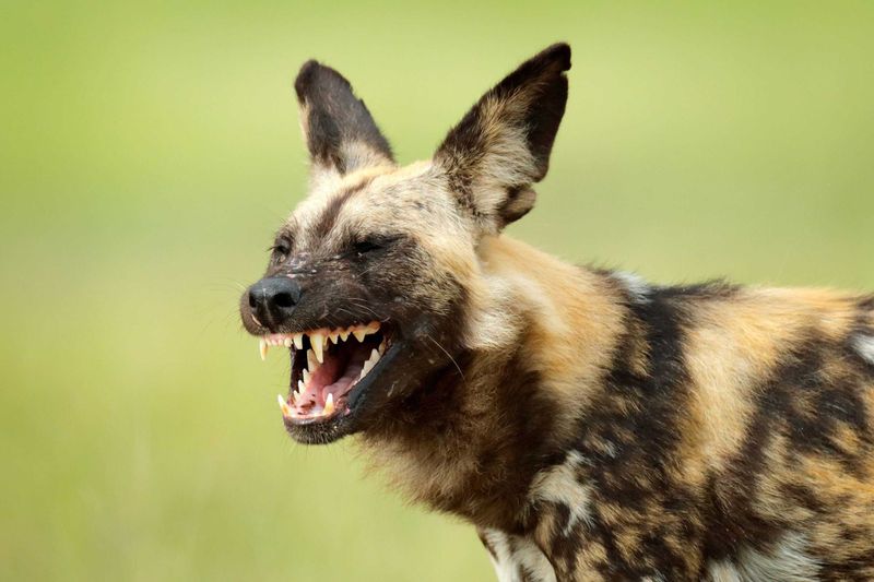 African Wild Dog