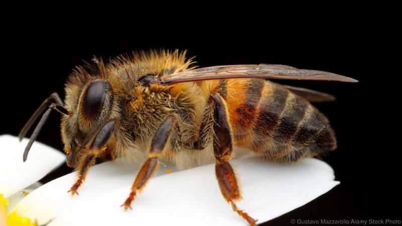 Africanized Honey Bee