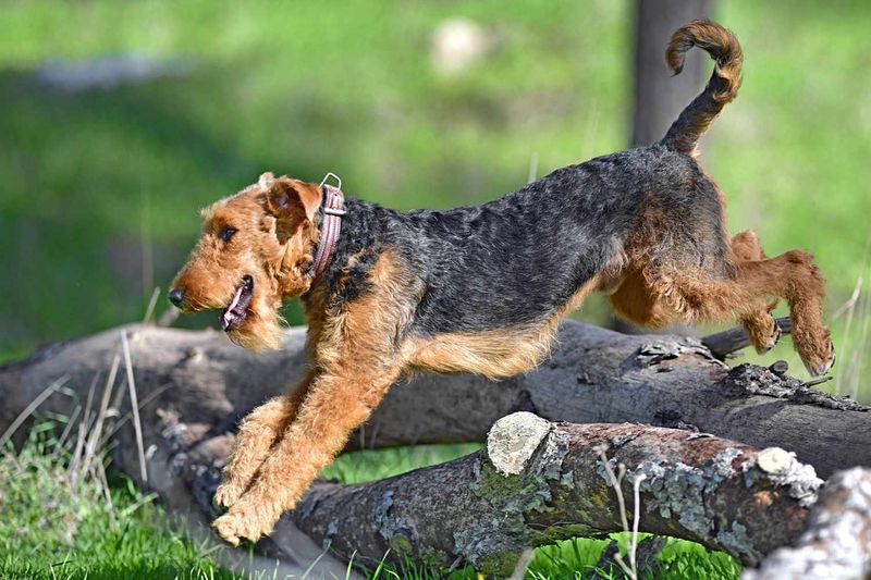 Airedale Terrier