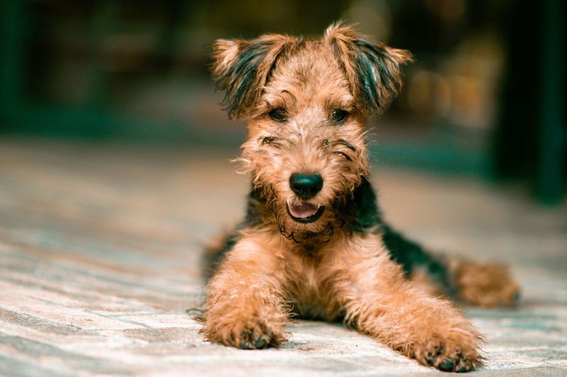 Airedale Terrier