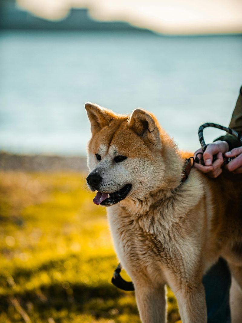 Akita