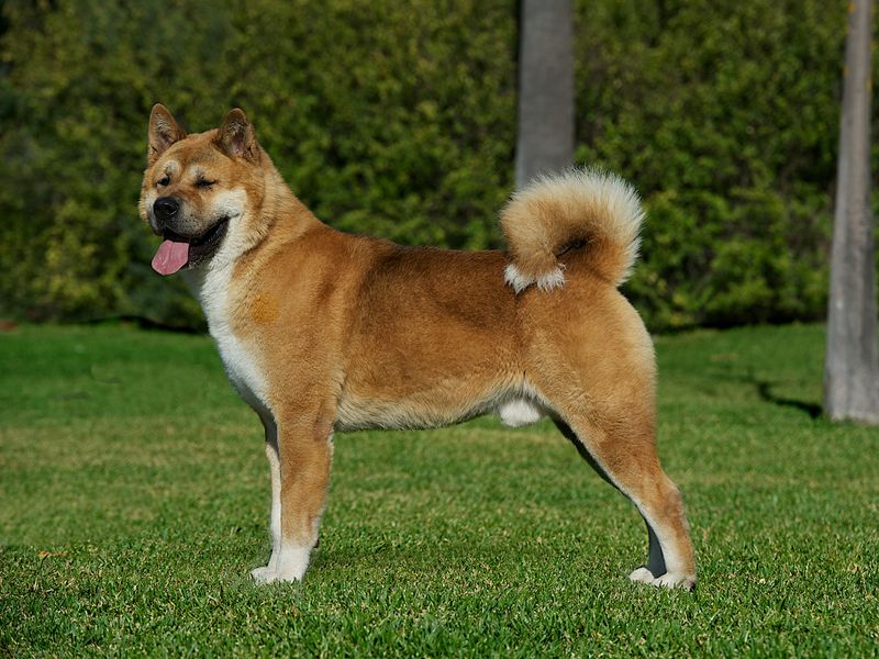 Akita