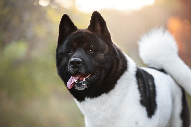 Akita