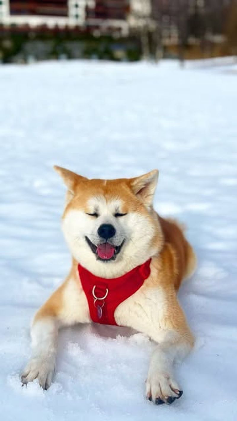 Akita