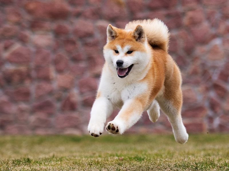 Akita Inu