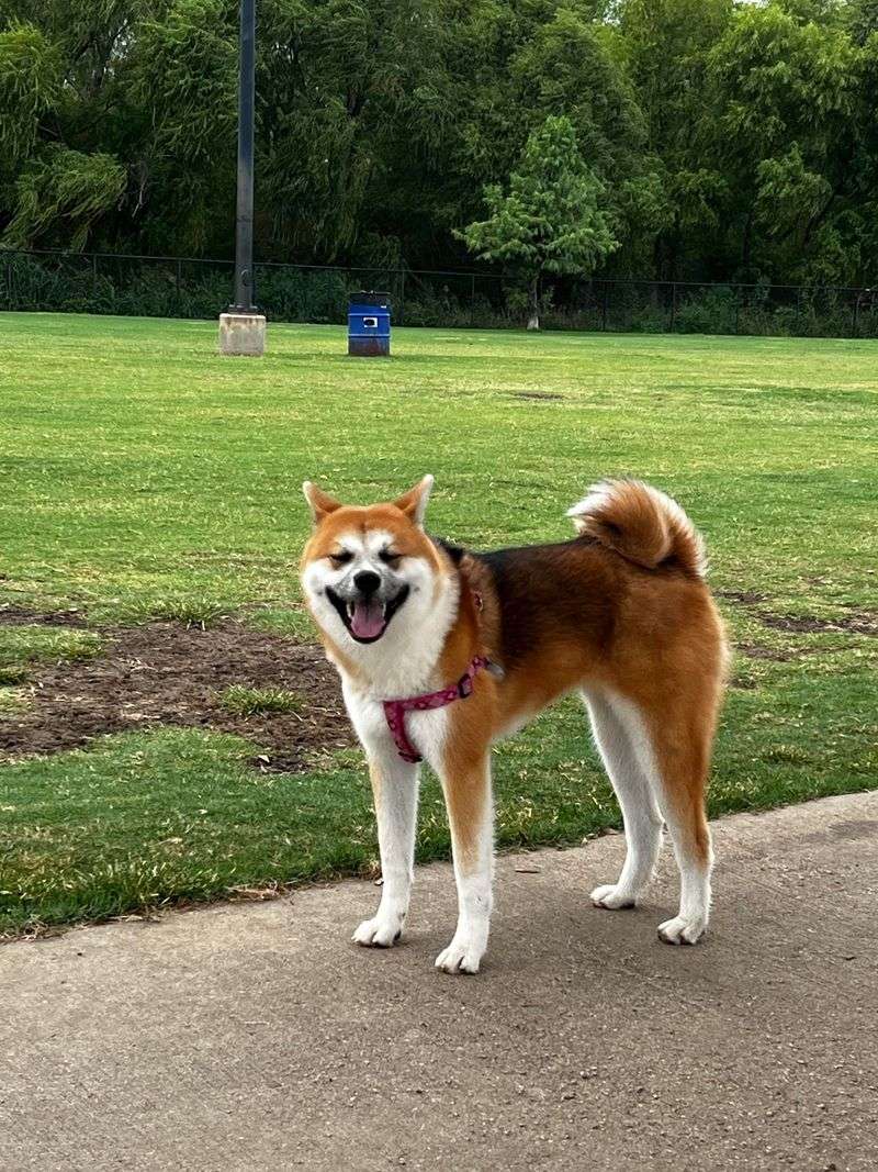 Akita Inu