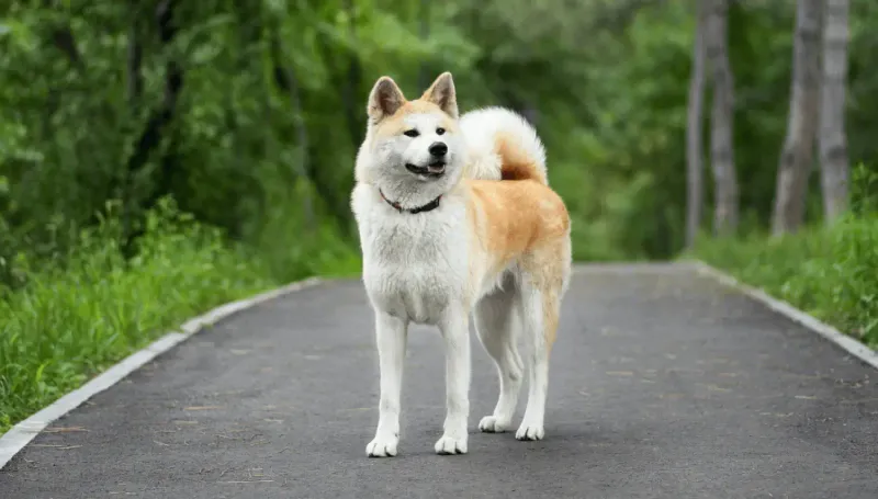 Akita Inu