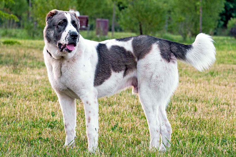 Alabai (Central Asian Shepherd Dog)