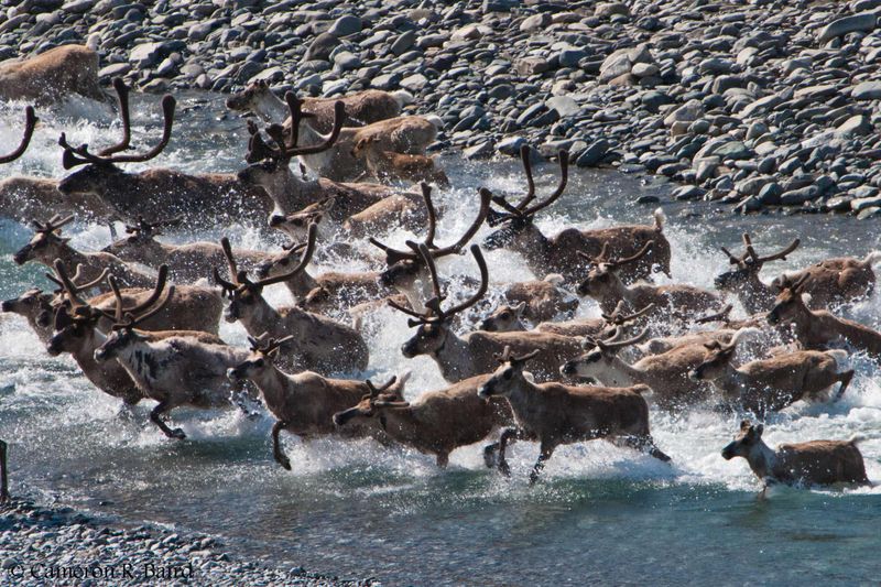 Alaska's Caribou Routes