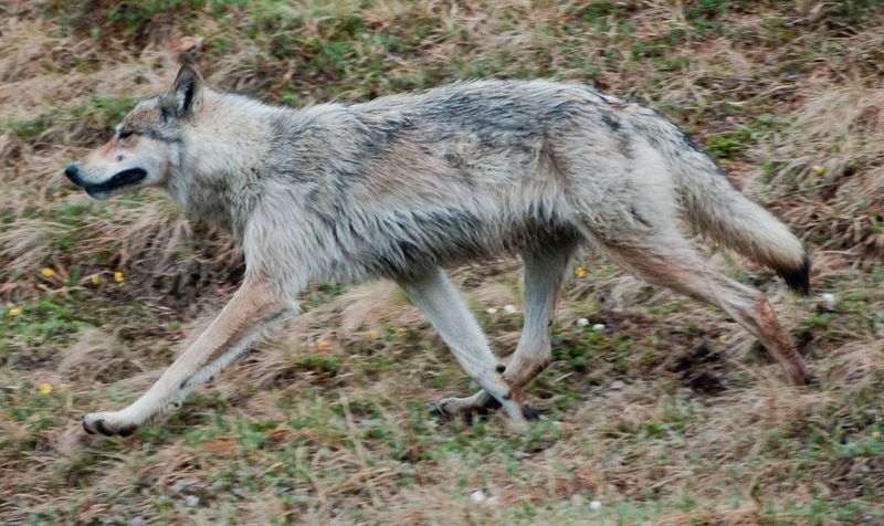 Alaskan Interior Wolf