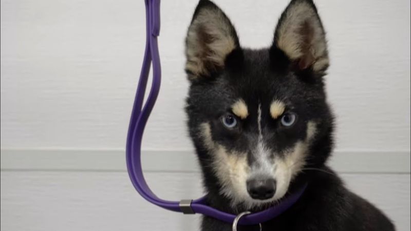 Alaskan Klee Kai