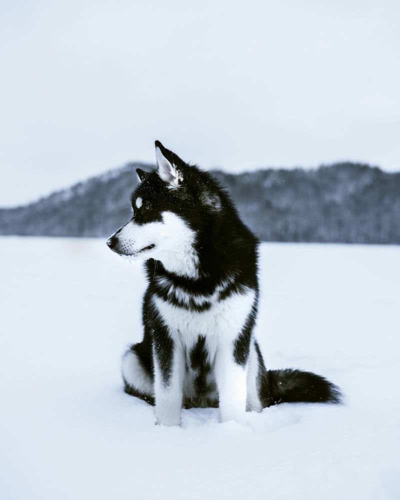 Alaskan Malamute